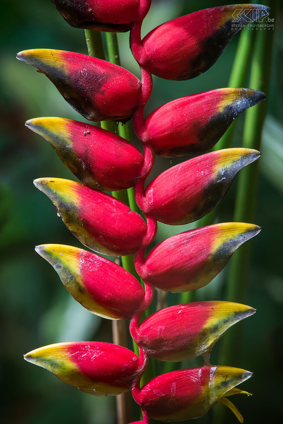 Selva Verde - Heliconia  Stefan Cruysberghs